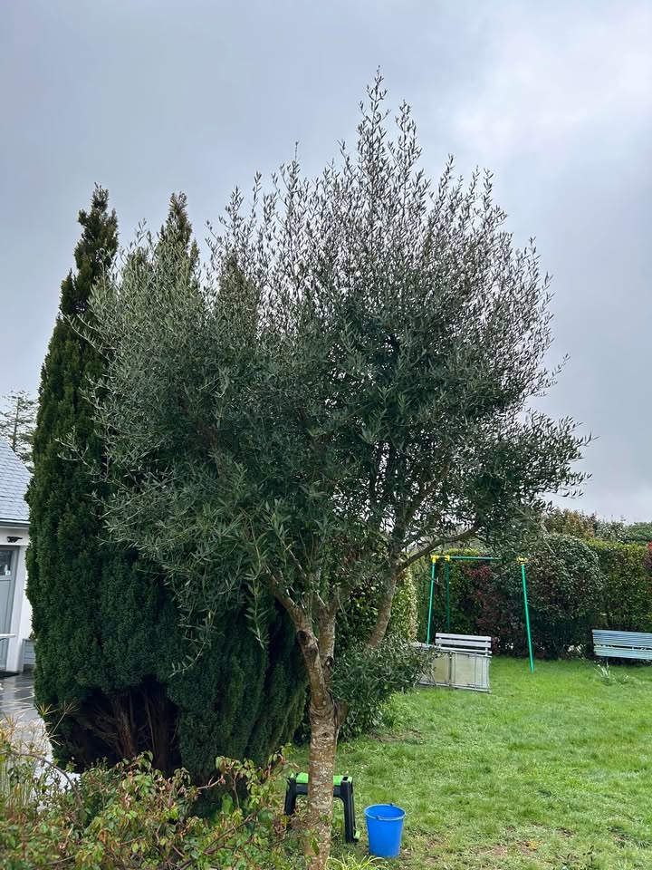 🌳Restructuration d’un Olivier 🌳 Rendez-vous la saison prochaine pour voir…