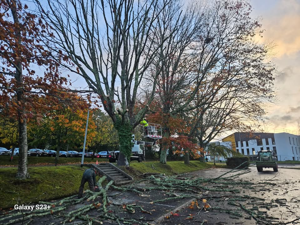 🚨Intervention d’Urgence 🚜  🌳Abattage d’un chêne rouge d’Amérique sec représentant…